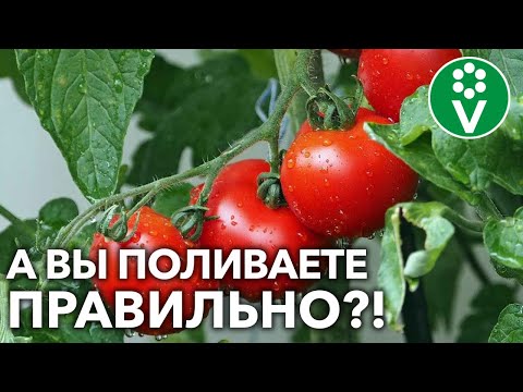 Видео: ПОЛИВАЙТЕ ТОМАТЫ ТОЛЬКО ТАК и растениям хватит влаги на всё!