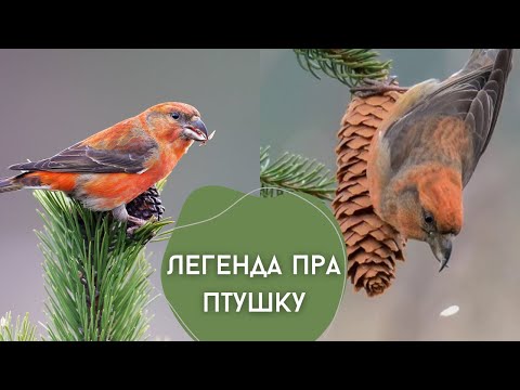 Видео: Легенда пра птушку. Крыжадзюб
