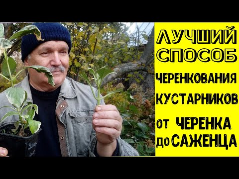 Видео: Лучший способ черенкования кустарников. От черенка до саженцев.