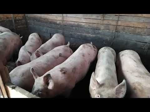 Видео: Глубокая подстилка.......снова....