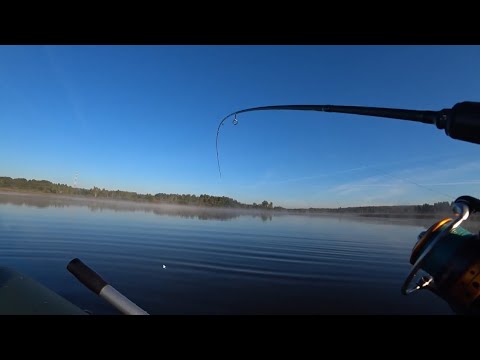 Видео: УТРЕННИЙ ВЫХОД КРУПНЯКА!!!