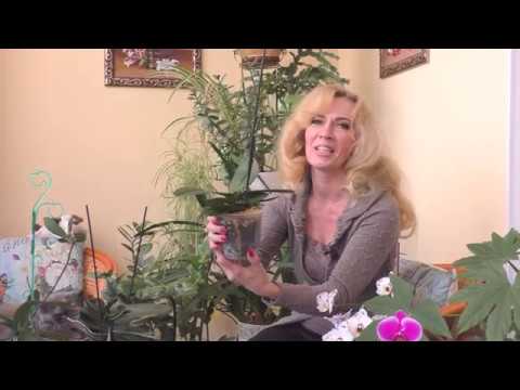 Видео: Цветонос из точки роста!?  Детки на моих орхидейках 😁.