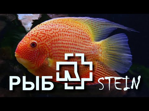 Видео: Цихлазомы – американские цихлиды красопетры
