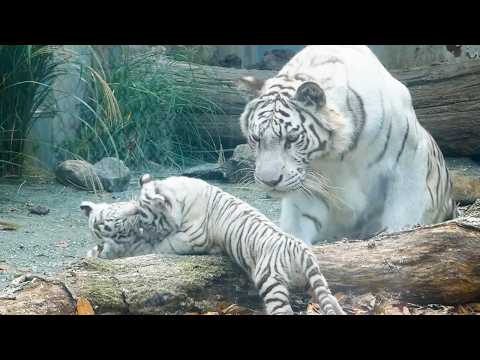 Видео: Эпичная ссора брата и сестры 😂 Мама вмешалась вовремя 💖