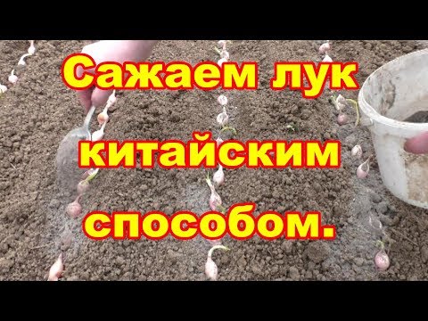 Видео: Сажаем лук китайским способом ,что бы он был крупный
