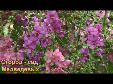 Видео: Вербаскум Коровяк, выращивание из семян