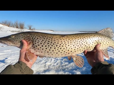 Видео: Огромные лунки! Ловятся добротные щуки!