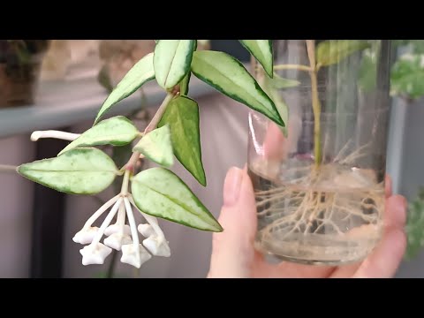 Видео: КАК ПОСАДИТЬ ХОЙИ✅ Смешиваю грунт