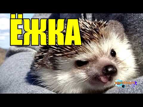 Видео: ЁЖКА | РАССКАЗ ПРО ЕЖИКА