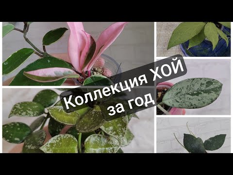 Видео: Обзор Коллекции Хой! 21 сорт за год!