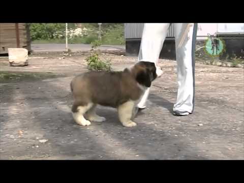Видео: Щенок сенбернара