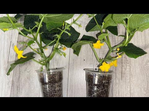 Видео: ЗИМНИЙ ОГОРОД! Мои секреты ухода за огурцами на подоконнике! + Точная схема подкормок!