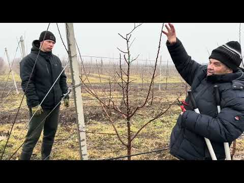 Видео: Обрезка абрикосового сада | Питомник Маценко