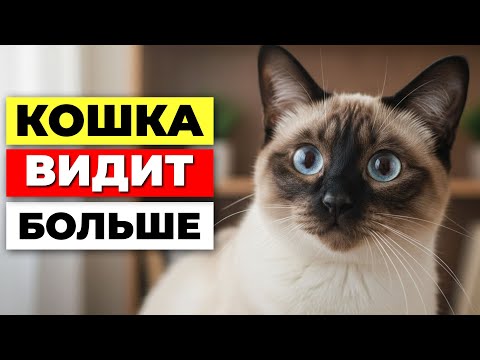 Видео: 6 причин, почему кошка смотрит на ПУСТОЕ место - там кто-то есть