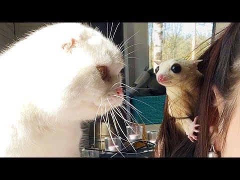 Видео: БЕЛЫЙ САХАРНЫЙ ПОССУМ ПУГАЕТ КОТА / Особенности содержания белок летяг