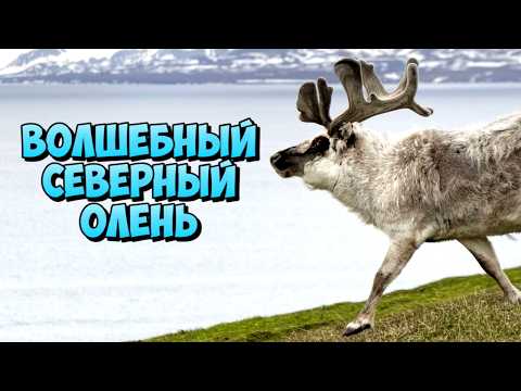 Видео: Королевство северного оленя: путешествие в мир сказочных животных!