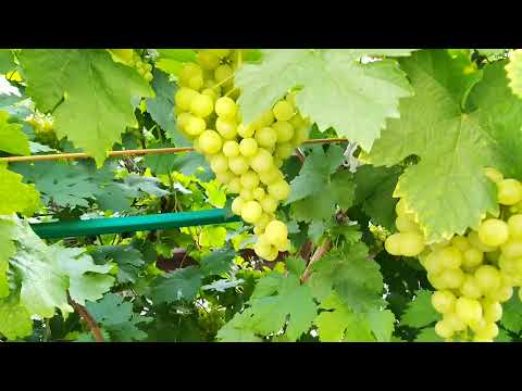 Видео: Уральский виноград  сорта "Алёшенькин". Предварительные итоги урожая 2021 года.