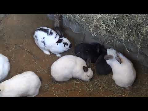 Видео: Ямное содержание кроликов Иркутск 2019 ноябрь