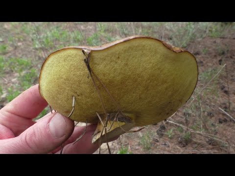 Видео: САХАРНЫЕ ГРИБЫ! В лесу по грибы! ГРИБЫ И ЛЕС! Моя ЗАЩИТА ОТ КЛЕЩЕЙ!
