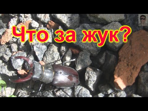 Видео: Дразню жука Что за жук ? What kind of bug? Кто знает ?