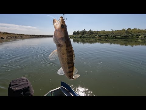 Видео: Этот воблер КОСИТ ДОНСКОГО СУДАКА!