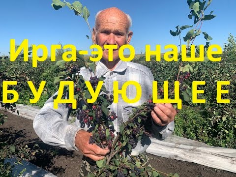 Видео: Ирга с Геннадием Яковлевичем Щербеневым.