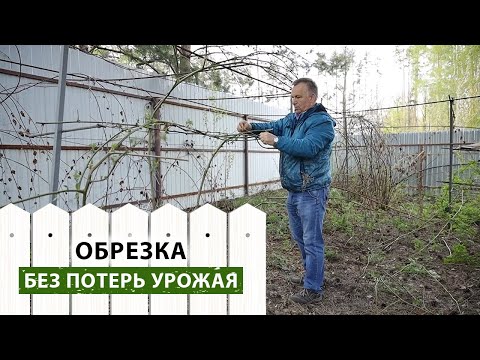 Видео: Как омолодить плодовые за одно лето? Секреты правильной обрезки в одном видео! Отвечаем на вопросы