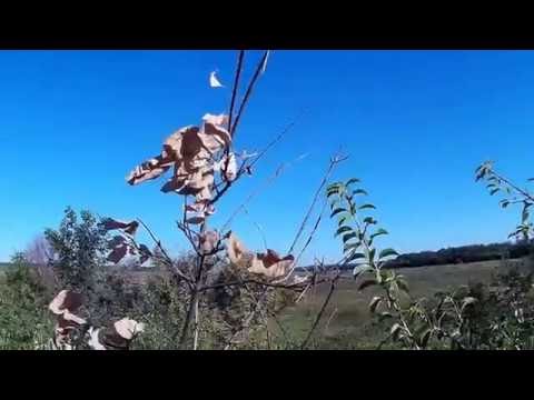 Видео: Охота на голубей (Вяхиря) 2016