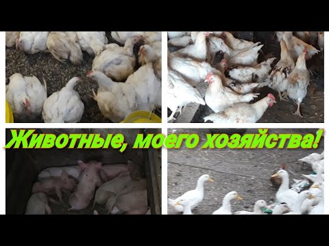 Видео: Обзор хозяйства! Животные, моего хозяйства!