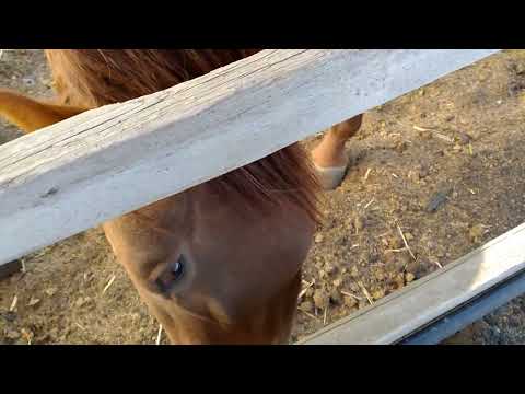 Видео: обзор хозяйства