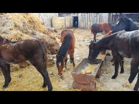 Видео: Альбен против глистов результат