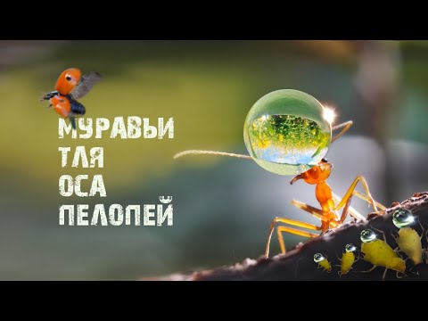 Видео: Муравьи и тля - тандем. Муравьи уносят газон. Оса Пелопей.