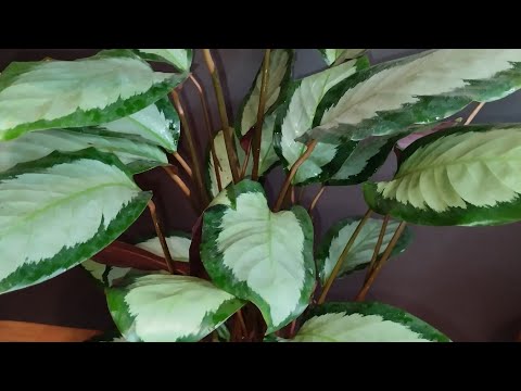 Видео: калатея ПИКТУРАТА обработка пересадка (часть 1)