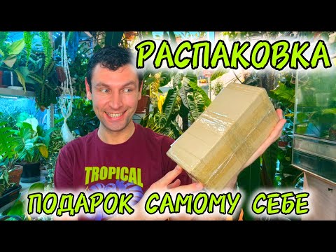 Видео: РАСПАКОВКА новые растения / ХОТЕЛКИ ИЗ ДЕТСТВА