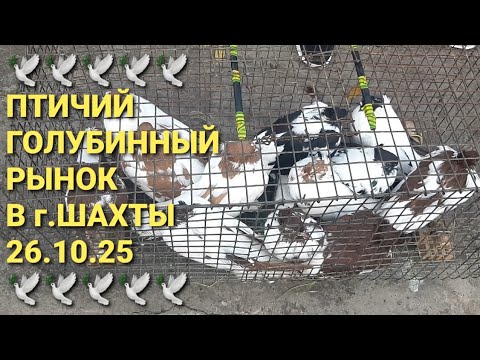 Видео: 🕊🕊🕊 26.10.25 Городской птичий голубинный рынок в г.Шахты. Pigeon Fair. Bird Marketr. Nikolaev pigeon