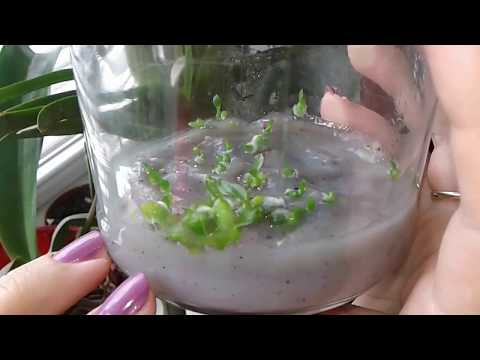 Видео: посев семян орхидей в домашних условиях