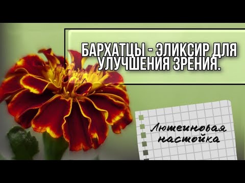 Видео: Бархатцы - чудо-средство для улучшения зрения. #Лютеиноваянастойка #Бархатцевое_масло #бархатцы