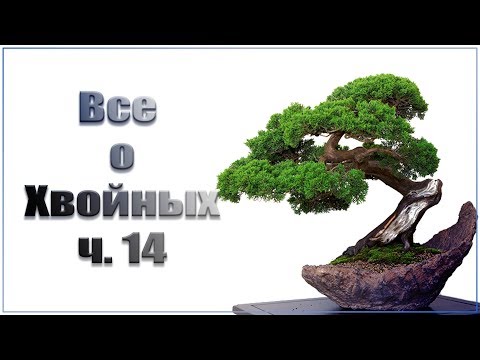 Видео: Размножение туи и ели канадской Коника.