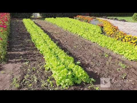 Видео: Собираем урожай, новые посевы, астры.