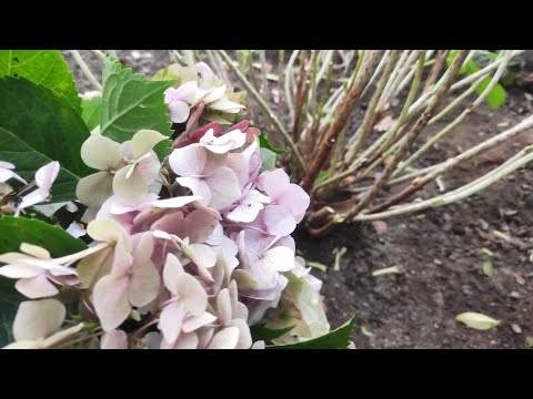 Видео: Обрезка крупнолистной гортензии перед укрытием 🌿💐✂️