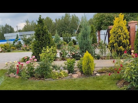 Видео: Сад моей подружки. Июль. Цветение роз.