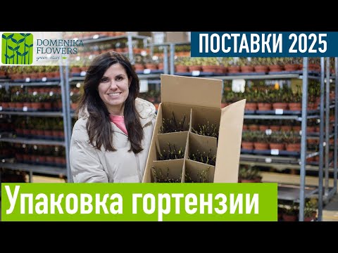 Видео: Упаковка ГОРТЕНЗИИ Как купить?