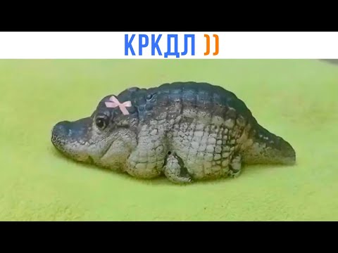 Видео: КРКДЛ ))) | Приколы | Мемозг 1487