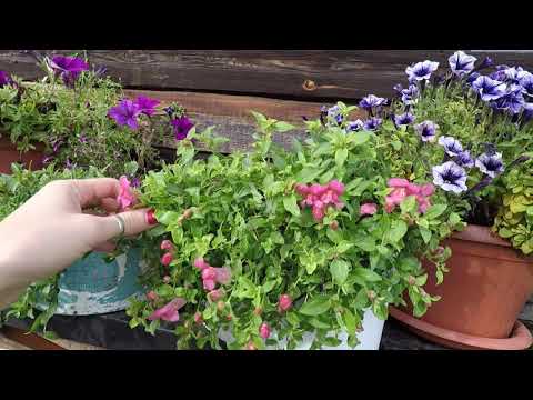 Видео: АМПЕЛЬНЫЙ ЛЬВИНЫЙ ЗЕВ  ОБЗОР ЦВЕТЕНИЯ.2021