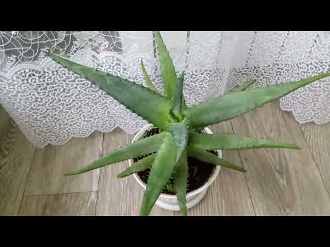 Видео: Комнатные Растения. Коллекция Алоэ🍀🍀🍀