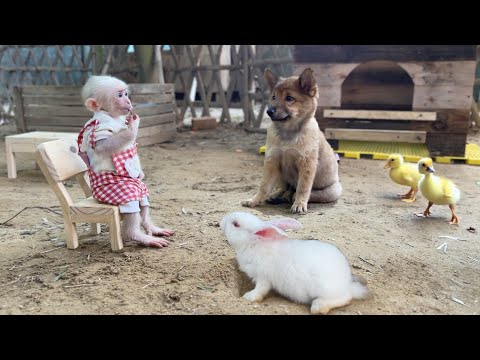 Видео: Так смешно! Когда Зика хочет защитить крольчонка от медведя.