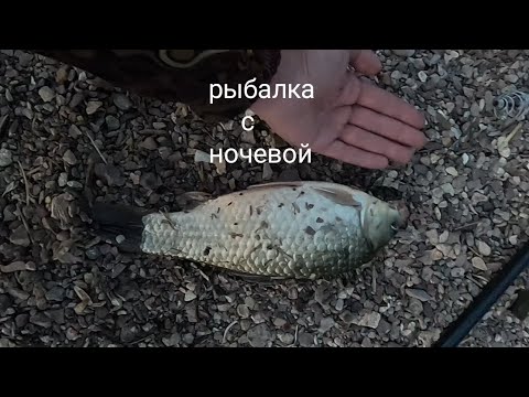 Видео: всегда с рыбой. Самаркандское водохранилище, без улова не оставит.