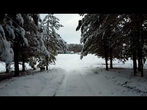 Видео: Зимний полет в лесу