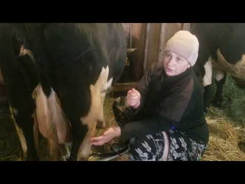 Видео: дойка коров Аппараты Меласти и Буренка