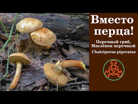 Видео: Вместо перца! Перечный гриб или Маслёнок перечный. Chalciporus piperatus